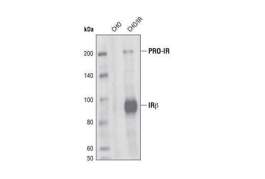 Western blot analysis of cell lysates from CHO and CHO/IR transfected with insulin receptor expression cDNA, using Insulin Receptor β (L55B10) Mouse mAb.