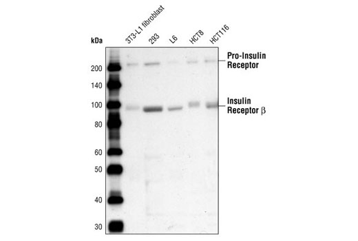 Western blot analysis of extracts from various cell lines using Insulin Receptor β (4B8) Rabbit mAb.