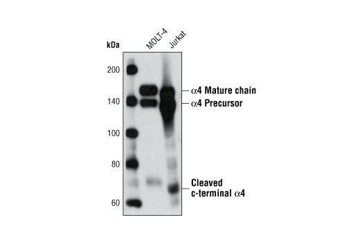 Western blot analysis of extracts from MOLT-4 and Jurkat cells using Integrin α4 Antibody.