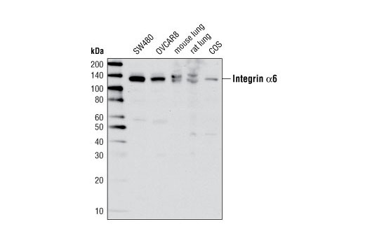 Western blot analysis of extracts from various cell lines and tissues using Integrin α6 Antibody.