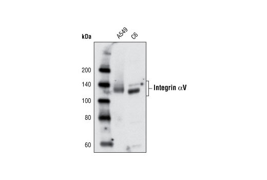Western blot analysis of extracts from A549 and C6 cells using Integrin αV Antibody.