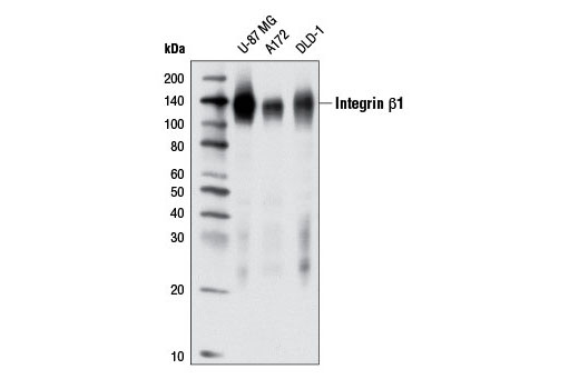 Western blot analysis of extracts from various cell lines using Integrin β1 (D2E5) Rabbit mAb.