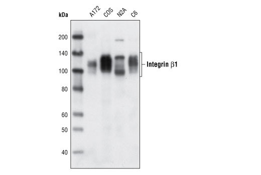 Western blot analysis of extracts from various cell types using Integrin β1 Antibody.