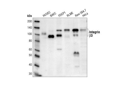 Western blot analysis of extracts from HUVEC, BAEC, FDCP1, RLME, Raw and HeLa cells using Integrin beta3 Antibody.