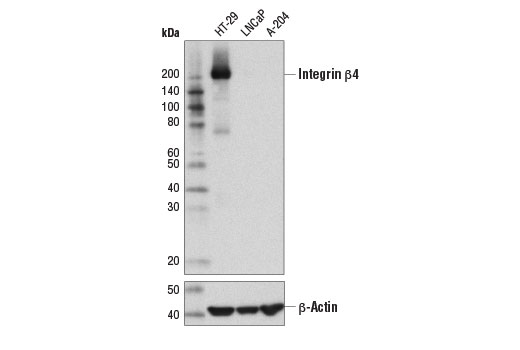 Western blot analysis of extracts from HT-29, LNCaP, and A-204 cells using Integrin β4 (D8P6C) XP ® Rabbit mAb (upper) and β-Actin (D6A8) Rabbit mAb #8457 (lower).