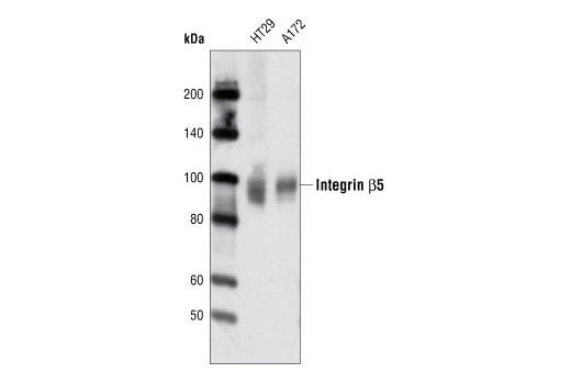 Western blot analysis of extracts from HT29 and A172 cell lines using Integrin β5 Antibody.
