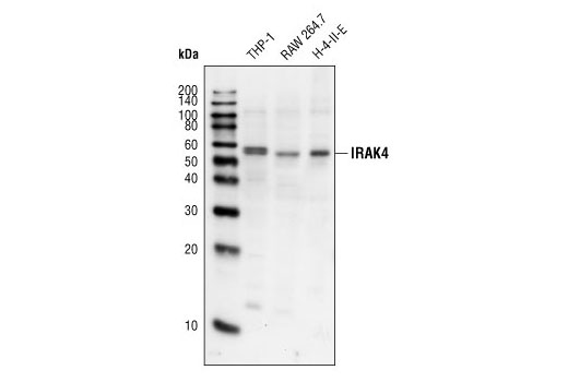 Western blot analysis of extracts from THP-1 (human), RAW 264.7 (mouse), and H-4-II-E (rat) cell lines, using IRAK4 Antibody.