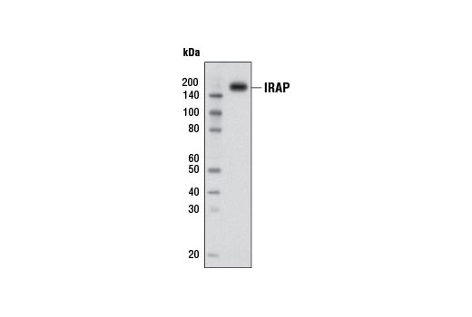 Western blot analysis of C2C12 cells using IRAP (D7C5) XP ® Rabbit mAb.