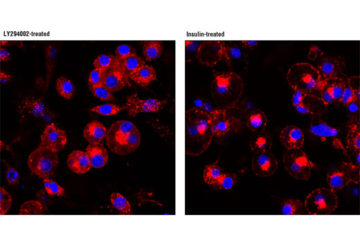 Confocal immunofluorescent analysis of differentiated 3T3-L1 cells, treated with LY294002 #9901 (50 μM for 2 hrs; left) or insulin (100 nM for 30 min; right) using IRAP (D7C5) XP ® Rabbit mAb (red). Blue pseudocolor = DRAQ5 ® #4084 (fluorescent DNA dye).