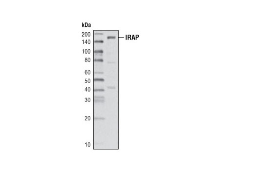 Western blot analysis of extracts from C2C12 cells using IRAP Antibody.