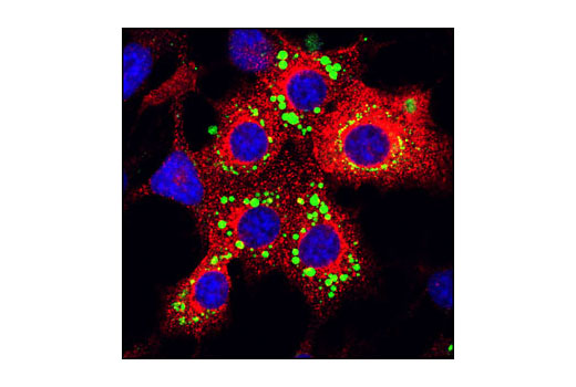 Confocal immunofluorescent analysis of differentiated 3T3-L1 cells using IRAP Antibody (red). Lipid droplets have been labeled with BODIPY 493/503 (green). Blue pseudocolor = DRAQ5 ® #4084 (fluorescent DNA dye).