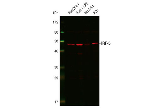 Western blot analysis of extracts from Raw264.7 cells, untreated or LPS-treated (1 µg/ml for 6 h), M12.4.1 cells and A20 cells, using IRF-5 Antibody (Rodent Specific).