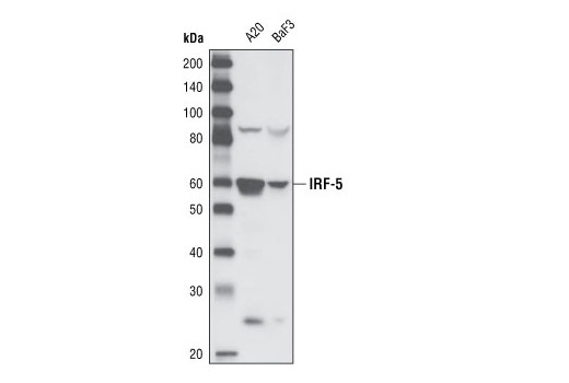 Western blot analysis of extracts from A20 and BaF3 cells using IRF-5 Antibody (Rodent Specific).