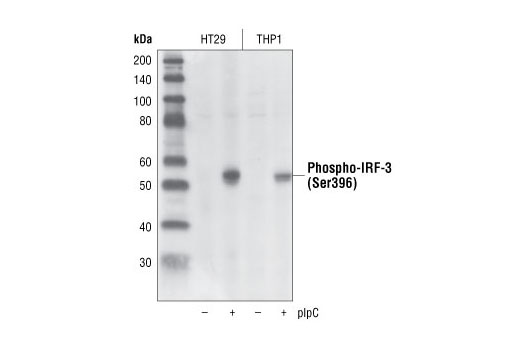 Western blot analysis of extracts from HT29 and THP1 cells, control or plpC-transfected (1 hour), using Phospho-IRF-3 (Ser396) (4D4G) Rabbit mAb.