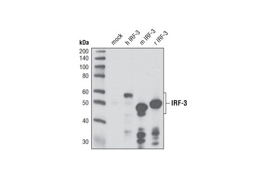 Western blot analysis of extracts from COS-7 cells, mock transfected or transfected with human, mouse or rat IRF-3 constructs, using IRF-3 (D83B9) Rabbit mAb. The human and mouse constructs contain epitope tags.