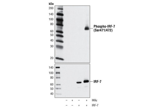 Western blot analysis of extracts from 293T cells, mock transfected or transfected with IKKε and/or IRF-7, using Phospho-IRF-7 (Ser471/472) Antibody (upper) or IRF-7 Antibody #4920 (lower).