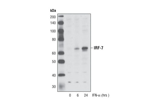Western blot analysis of extracts from Jurkat cells treated with IFN-α (100 nM) for the indicated times, using IRF-7 Antibody.