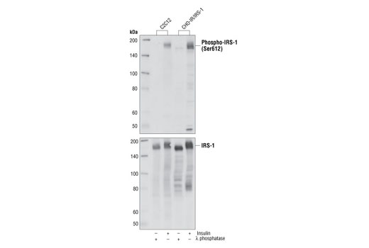 Western blot analysis of extracts from differentiated C2C12 and CHO-IR/IRS-1 (CHO transfected with IR and IRS-1 cDNA) untreated or treated with insulin and λ phosphatase, using Phospho-IRS-1 (Ser612) (L7B8) Mouse mAb (upper), or IRS-1 Antibody #2382 (lower).