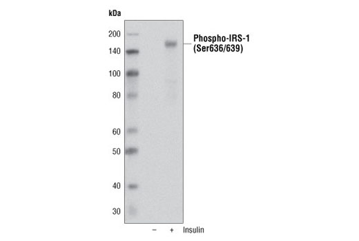 Western blot analysis of extracts from C2C12 cells, untreated or insulin-treated (100 nM, 5 min) using, Phospho-IRS-1 (Ser636/639) Antibody.