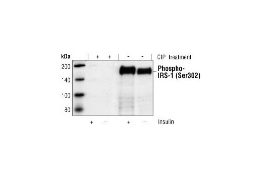 Western blot analysis of extracts from CHO IR/IRS-1 cells ( transfected with insulin receptor and IRS-1), untreated or insulin-treated (100 nM for 5 min), showing an increase in phospho-IRS-1 (Ser302) with insulin stimulation, using Phospho-IRS1 (Ser302) Antibody. To confirm phospho-specificity of the antibody, a duplicate membrane was treated with calf intestinal alkaline phosphatase (CIP) after Western transfer.
