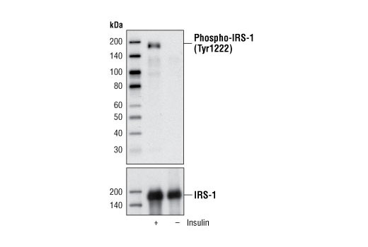Western blot analysis of extracts from CHO cells stably transfected with IRS-1, untreated or stimulated with insulin, using Phospho-IRS-1 (Tyr1222) Antibody (upper) or IRS-1 Antibody #2382 (lower).