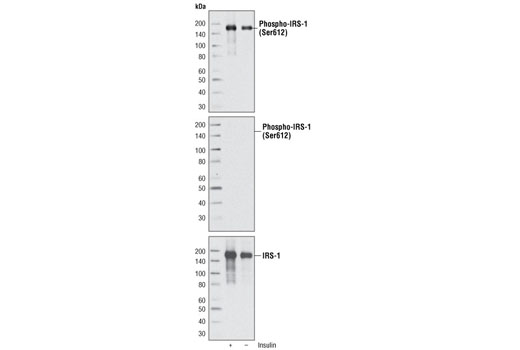 Western blot analysis of cell extracts from CHO IR/IRS-1 cells, untreated or treated with insulin, using Phospho-IRS-1 (Ser612) (C15H5) Rabbit mAb (upper and middle) or IRS-1 Antibody #2382 (lower). The middle blot was treated with calf intestinal phosphatase (CIP) before antibody probing.