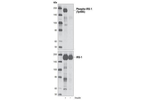 Western blot analysis of extracts from CHO cells stably transfected with IRS-1, untreated or stimulated with insulin, using Phospho-IRS-1 (Tyr895) Antibody (upper) or IRS-1 Antibody #2382 (lower).