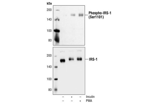 Western blot analysis of IRS-1 (#2382) antibody-immunoprecipitated pellets from differentiated C2C12 cells, unstimulated, insulin-stimulated (100 nM for 15 min) or PMA-stimulated (200 mM for 30 min), using Phospho-IRS-1 (Ser1101) Antibody (upper) or IRS-1 Antibody #2382 (lower).