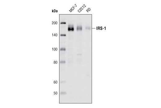 Western blot analysis of MCF7, C2C12 and RD cell lines using IRS-1 (D23G12) Rabbit mAb.