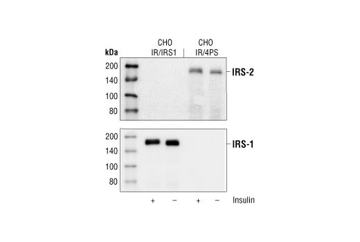 Western blot analysis of extracts from CHO IR/4PS cells (transfected with insulin receptor and IRS-2) or CHO IR/IRS-1 cells (transfected with insulin receptor and IRS-1), showing no change in total protein levels with insulin stimulation (100 nM for 5 min), using IRS-2 Antibody (top) or IRS-1 Antibody #2382 (bottom).