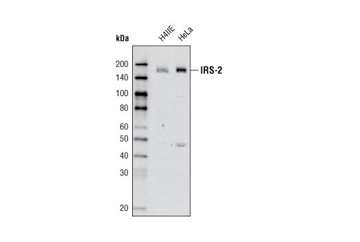 Western blot analysis of H-4-II-E and HeLa cells using IRS-2 (L1326) Antibody.