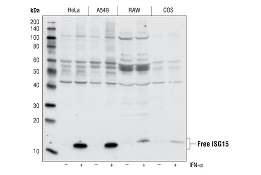 Western blot analysis of lysates from HeLa, A549, RAW and COS cells, treated with or without IFN (1000 U/mL) for 24 hours, using ISG15 antibody.