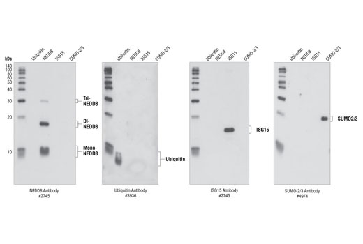 Western blot analysis of NEDD8, Ubiquitin, ISG15 and SUMO-2/3 recombinant proteins (5 ng each), using NEDD8 (#2745) , Ubiquitin (#3936), ISG15 (#2743) and SUMO-2/3 (#4974) Antibodies.