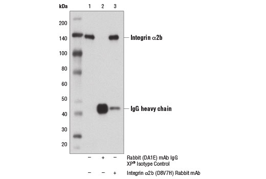 Immunoprecipitation of Integrin α2b from OCI-M1 cell extracts using Rabbit (DA1E) mAb IgG XP® Isotype Control #3900 (lane 2) or Integrin α2b (D8V7H) Rabbit mAb (lane 3). Lane 1 is 10% input. Western blot analysis was performed using Integrin α2b (D8V7H) Rabbit mAb.