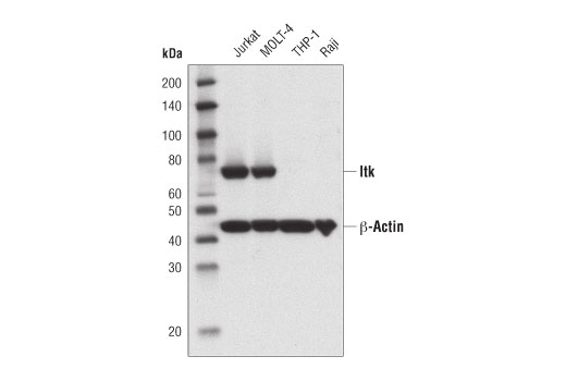 Western blotting analysis of various cell extracts using Itk (2F12) Mouse mAb.