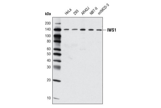 Western blot analysis of extracts from various cell lines using IWS1 Antibody.