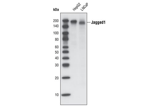Western blot analysis of total cell lysates from HepG2 and LNCaP cells, using Jagged1 (1C4) Rabbit mAb.