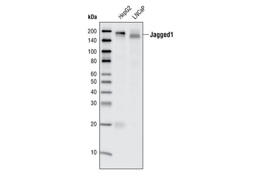 Western blot analysis of total cell lysates from HepG2 and LNCaP cells, using Jagged1 (28H8) Rabbit mAb.