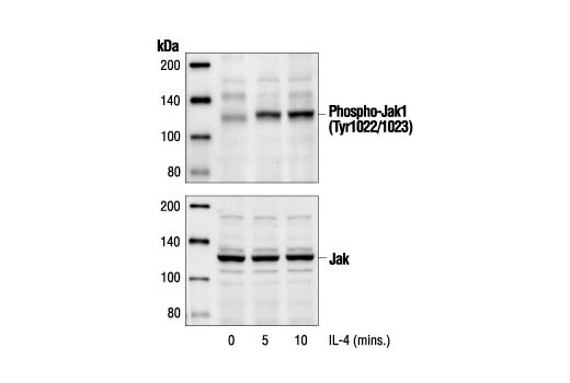Western blot analysis of extracts from HT-29 cells treated with IL-4 (100 ng/ml) for the indicated times, using Phospho-Jak1 (Tyr1022/1023) Antibody (upper) or Jak1 Antibody (lower).