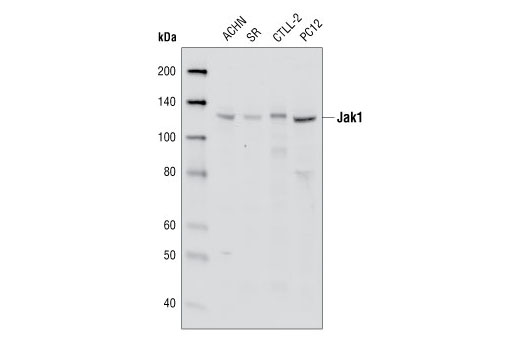 Western blot analysis of extracts from ACHN, SR, CTLL-2 and PC12 cell lines using Jak1 (6G4) Rabbit mAb.