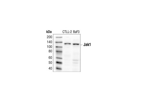 Western blot analysis of extracts from CTLL-2 and BaF3 cells, using Jak1 Antibody.
