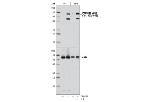 Western blot analysis of extracts from UT-7 and BaF3 cells, untreated or treated with GM-CSF or IL-3 (5 minutes), using Phospho-Jak2 (Tyr1007/1008) (C80C3) Rabbit mAb #3776 (top) or total Jak2 (D2E12) XP ® Rabbit mAb #3230 (bottom).