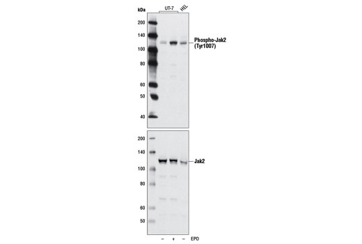 Western blot analysis of extracts from UT-7 cells, untreated or treated with erythropoietin (EPO; 3 units/ml; 5 min) and from untreated HEL cells, using Phospho-Jak2 (Tyr1007) (D15E2) Rabbit mAb (upper) or total Jak2 (D2E12) Rabbit mAb #3230 (lower). HEL cells contain a V617F activating mutation in Jak2.