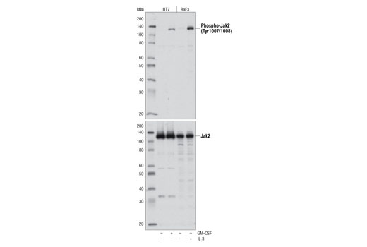Western blot analysis of extracts from UT7 cells, untreated or treated with GM-CSF (5 min), and BaF3 cells, untreated or treated with IL-3 (5 min), using Phospho-Jak2 (Tyr1007/1008) Antibody #3771 (upper) or total Jak2 (D2E12) XP ® Rabbit mAb #3230 (lower).