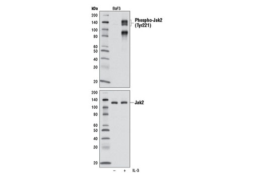 Western blot analysis of extracts from BaF3 cells, untreated or treated with IL-3 (5 minutes), using Phospho-Jak2 (Tyr221) Antibody #3774 (top) or total Jak2 (D2E12) XP ® Rabbit mAb #3230 (bottom).