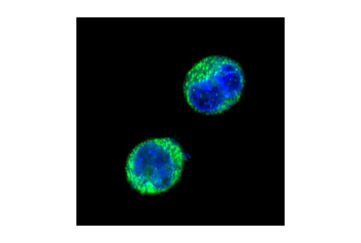 Confocal immunofluorescent analysis of K-562 cells using Jak2 (D2E12) XP ® Rabbit mAb (green). Blue pseudocolor = DRAQ5 ® (fluorescent DNA dye).