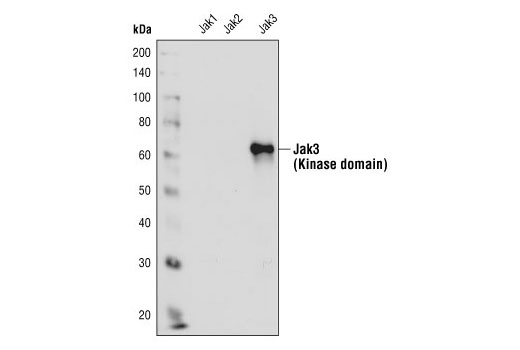 Western blot analysis of recombinant proteins containing the kinase domain of Jak1, Jak2 and Jak3 (5 ng each), using Jak3 Antibody.