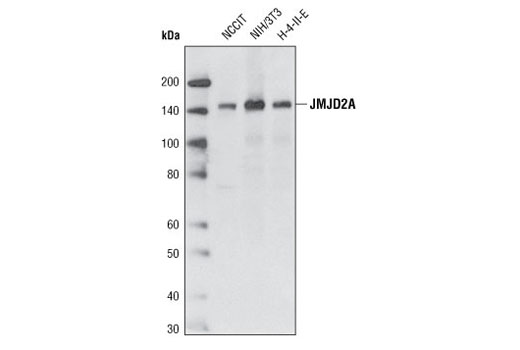 Western blot analysis of extracts from NCCIT, NIH/3T3 and H-4-II-E cells using JMJD2A (C70G6) Rabbit mAb.