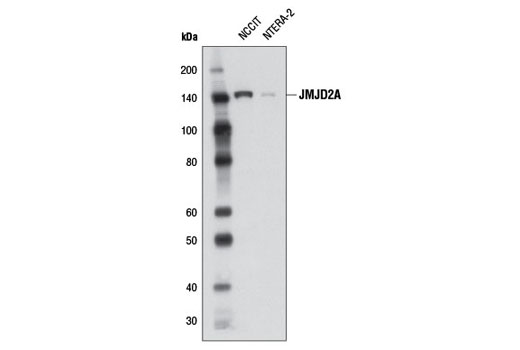 Western blot analysis of extracts from NCCIT and NTERA-2 cell lines using JMJD2A (C37E5) Rabbit mAb.