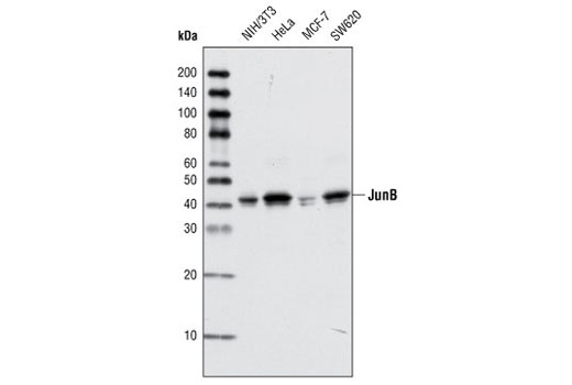 Western blot analysis of total cell lysates from various cell lines using JunB (P169) Antibody.